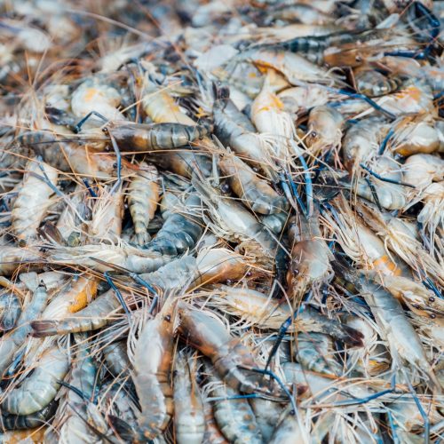 Aquaculture